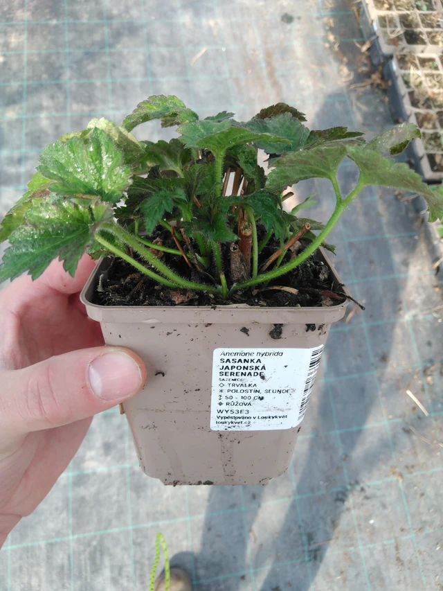 Sasanka japonská Serenade - 8. 4. 2025