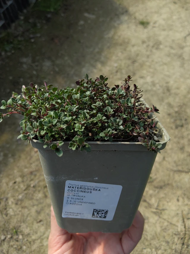 Thym serpolet Coccineus - 27. 3. 2026
