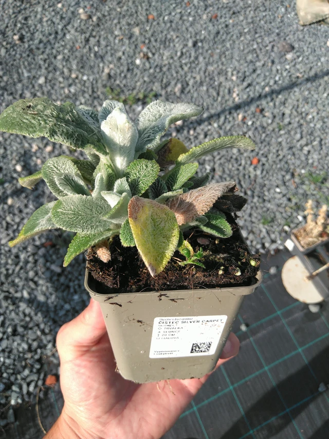 Pehmytmesiangervo Silver Carpet - 14. 7. 2025