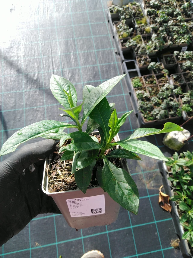 Flox Waupee - 31. 10. 2025