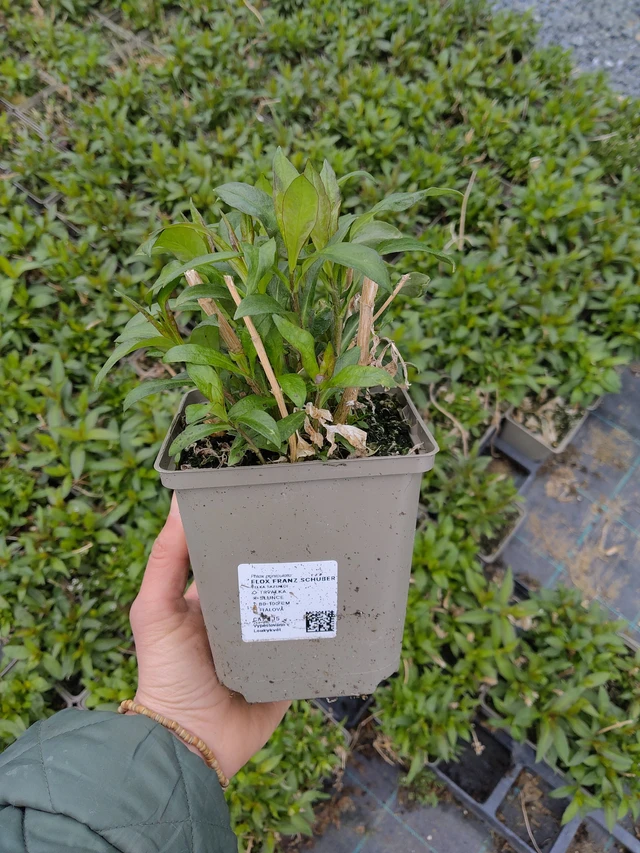 Leeklill Franz Schubert - 21. 4. 2026