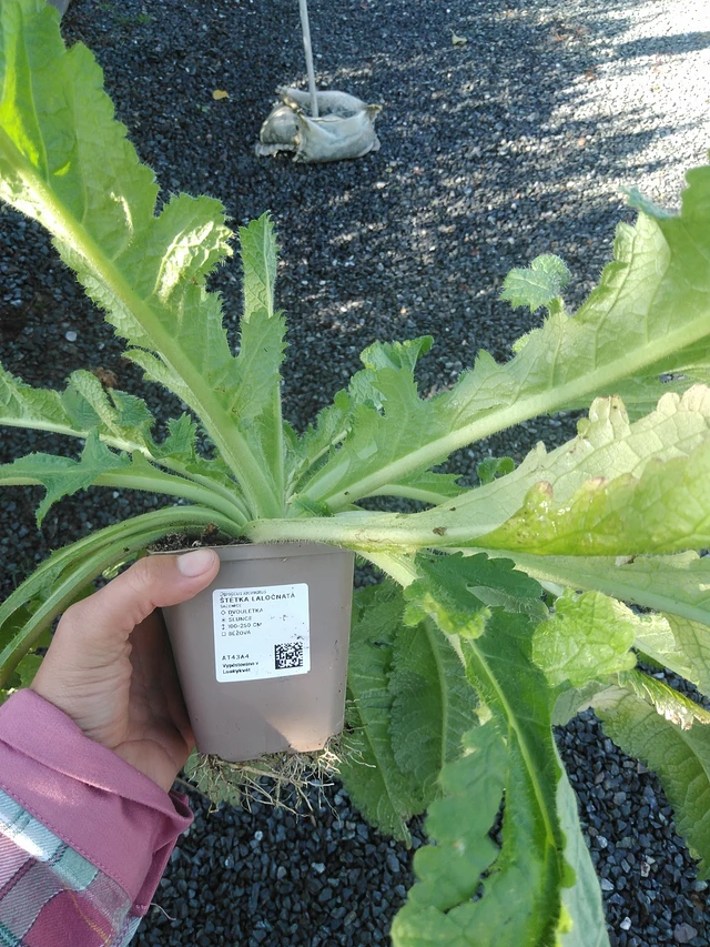 Štětka laločnatá - 11. 9. 2025