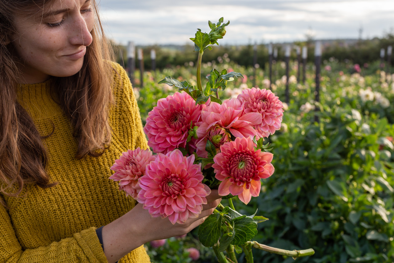 Jiřina Askwith Minnie, Loukykvět