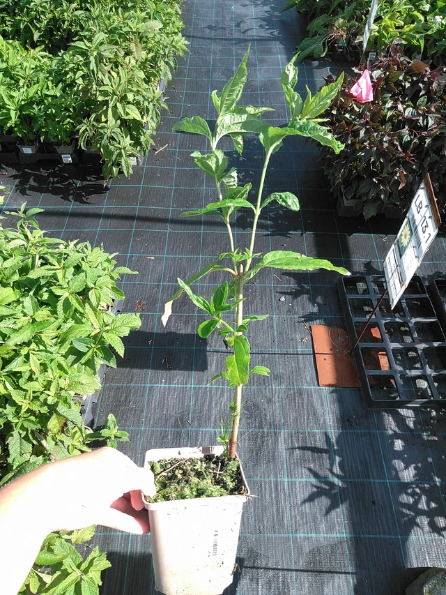 Girasol Lemon Queen - 11. 7. 2025