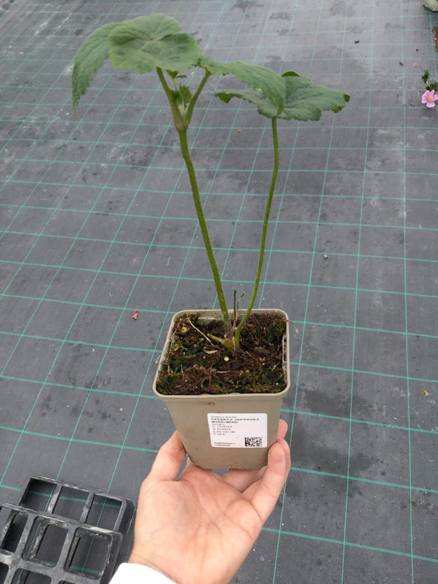 Sasanka japonská Whirlwind - 10. 9. 2025