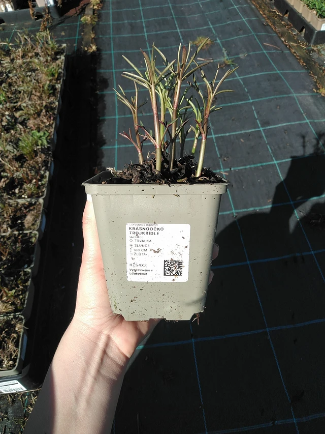 Magas menyecskeszem - 7. 4. 2026