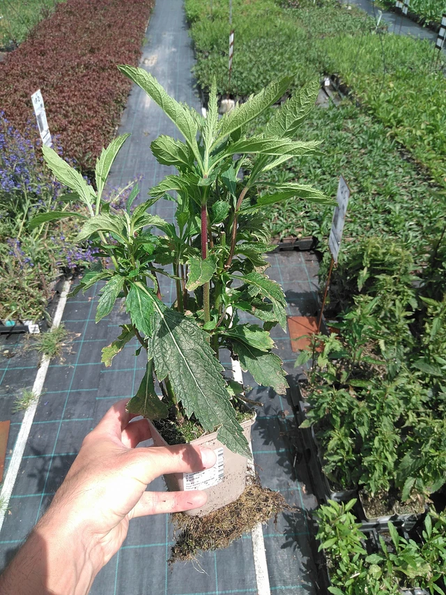 Verbena arrow-leaved Pink Spires - 24. 6. 2025