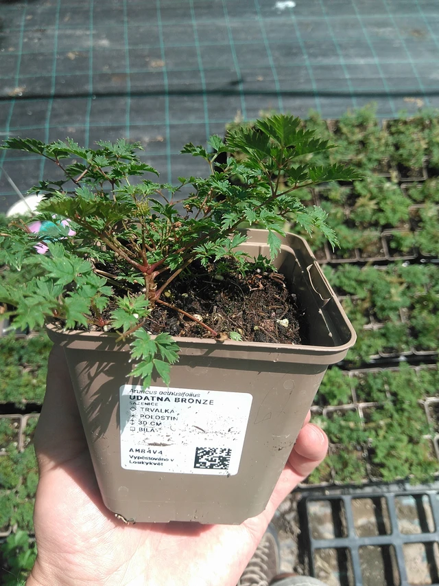 Udatna Bronze - 24. 6. 2025