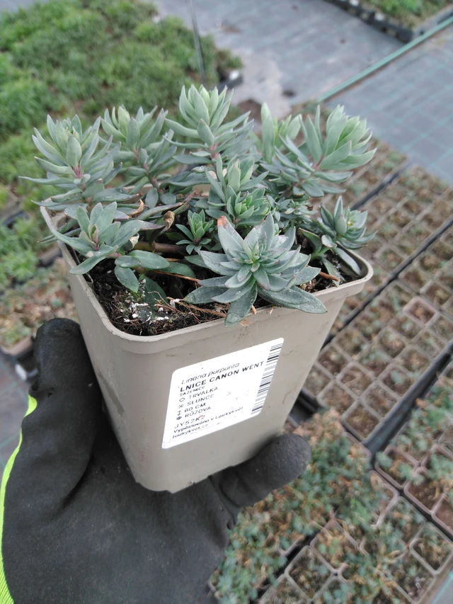 Linaria Canon Went - 8. 4. 2025