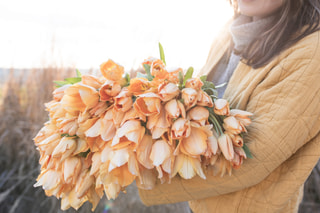 Tulipán Apricot Beauty, Loukykvět