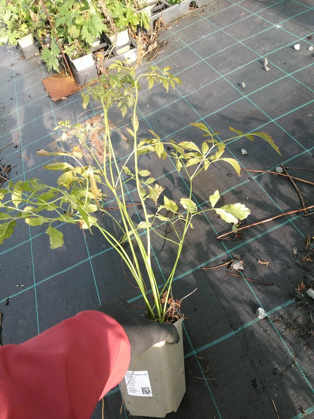 Astilbe Peaches and Cream - 31. 10. 2025