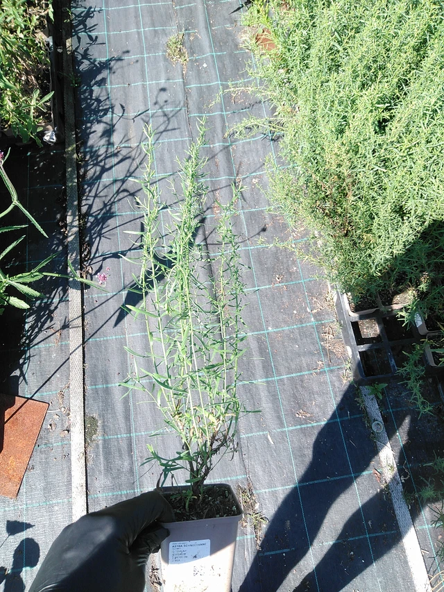 Aster Schneetanne - 19. 8. 2025