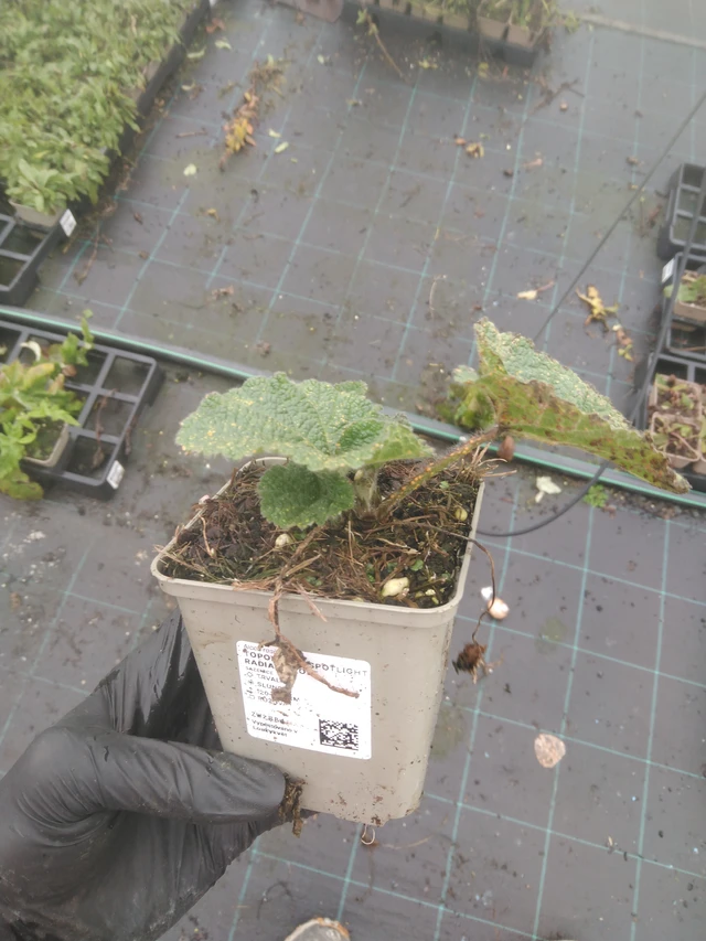 Topolovka Spotlight Radiant Rose - 23. 10. 2025