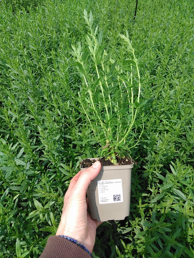 Hyssop lékařský Albus - 9. 6. 2025