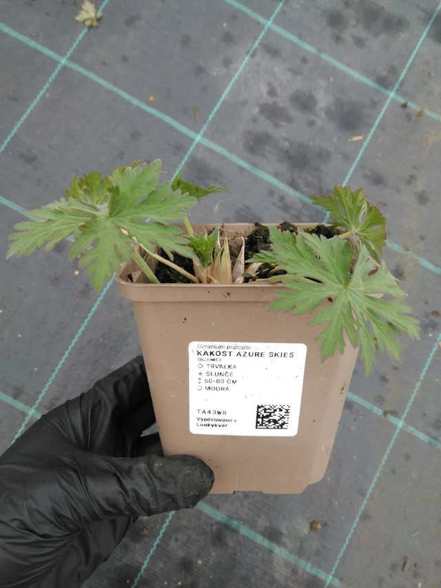 Kakost Azure Skies - 1. 4. 2026