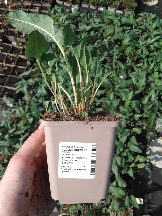 Knotweed Superba - 2024