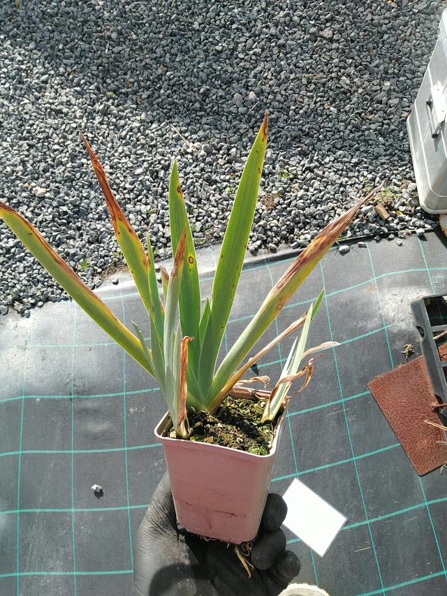 Lirio Lime Fizz - 31. 10. 2025