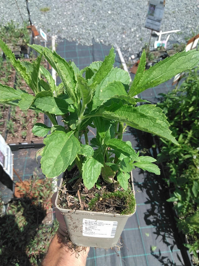 Arrow-leaved Verbena White Spires - 24. 6. 2025