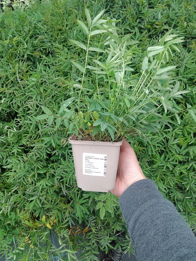 Veriheinä Rock and Roll - 9. 6. 2025