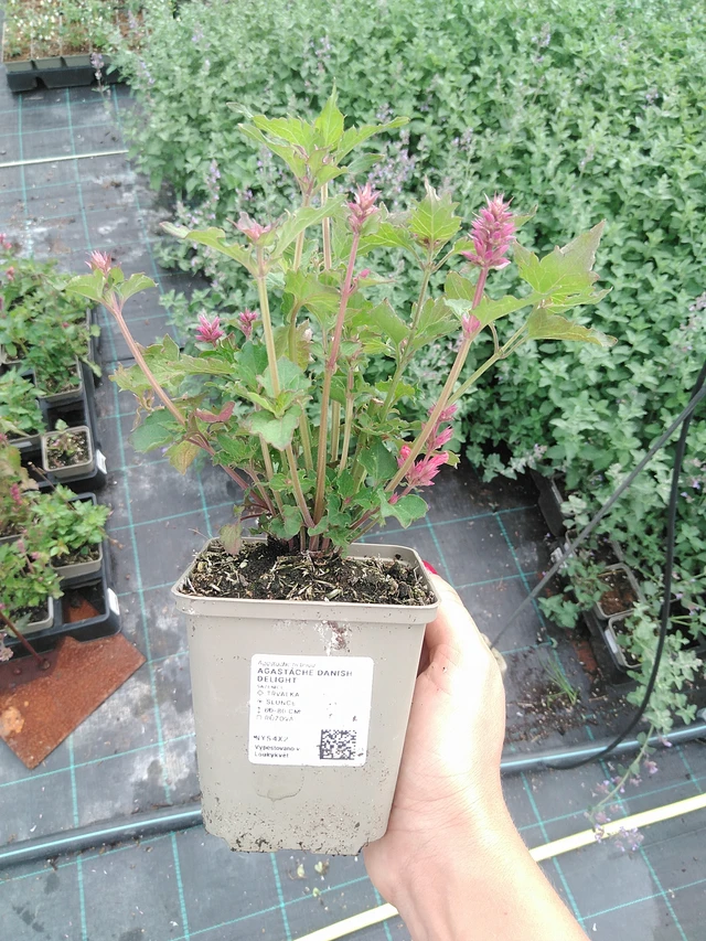 Iisoppi Danish Delight - 10. 9. 2025