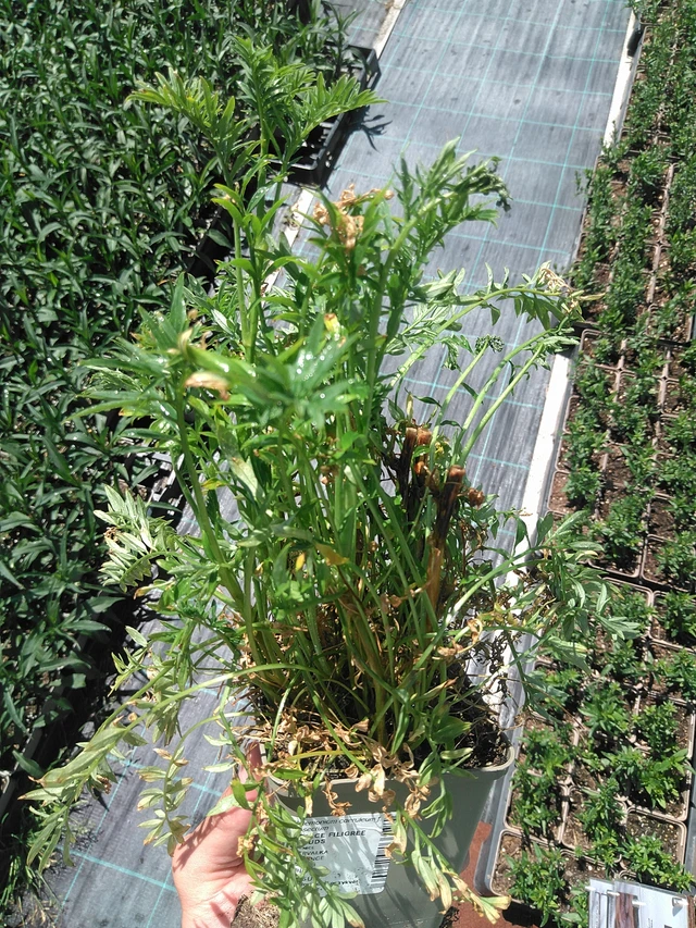 Astrantia Filigree Clouds - 24. 6. 2025