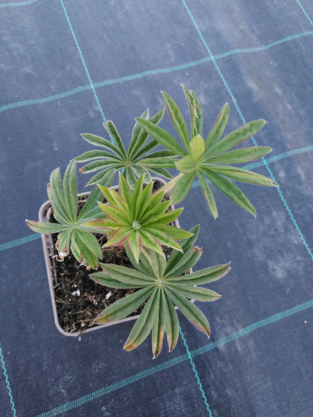 Altramuz Gallery Pink - 3. 4. 2025