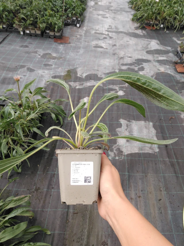 Echinacea pallida - 10. 9. 2025