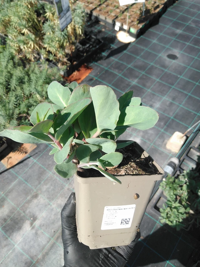 Maksaruoho Matrona - 19. 8. 2025