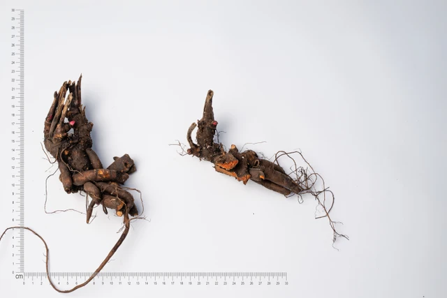 Pivoňka Angel Cheeks - 2024