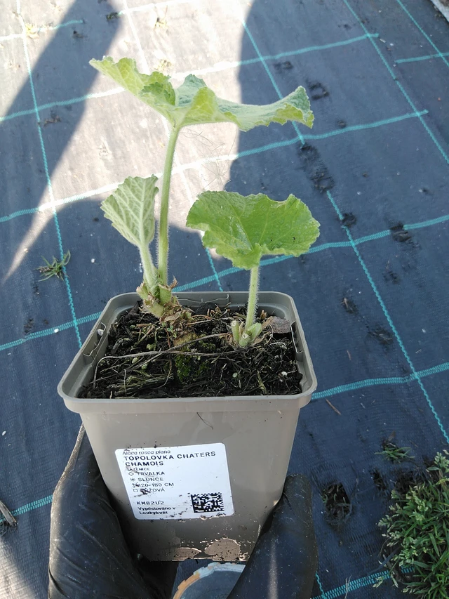 Malva Chaters Chamois - 19. 8. 2025