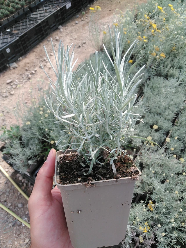 Smil Tall Curry - 1. 7. 2025