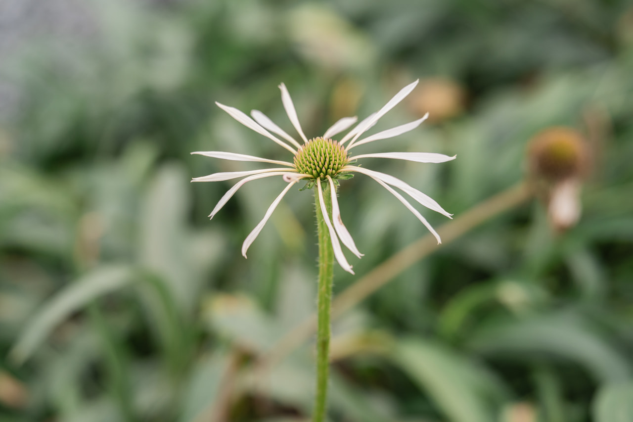 Echinacea Hula Dancer, Loukykvět