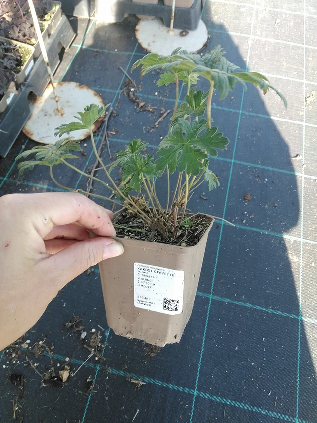 Kurjenpolvi Gravetye - 19. 8. 2025