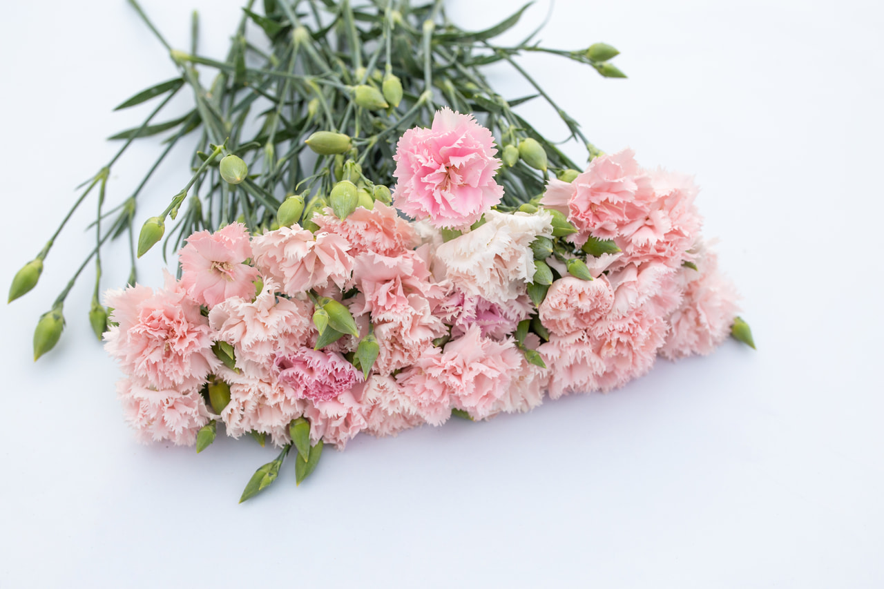 Karafiát Chabaud La France, Loukykvět