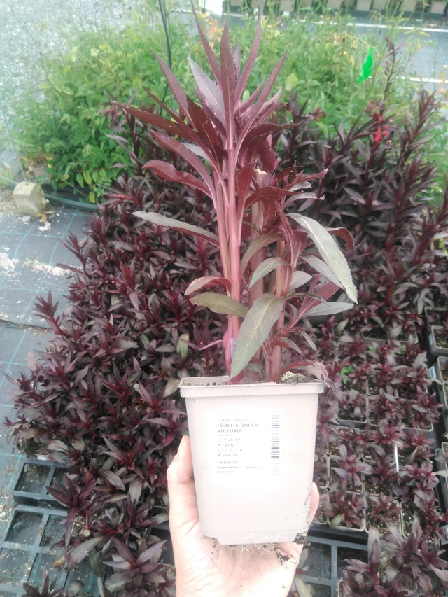 Lobelia Queen Victoria - 2024