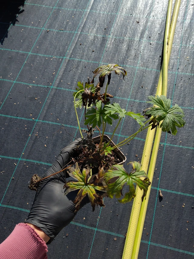 Kurjenpolvi Painter’s Palette - 11. 9. 2025