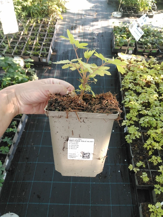 Srdcovka Gold Heart - 19. 8. 2025