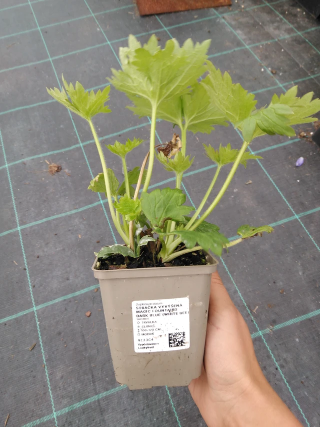 Delphinium Magic Fountains Dark Blue (White Bee) - 10. 9. 2025