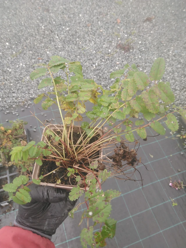 Krvavec - 23. 10. 2025