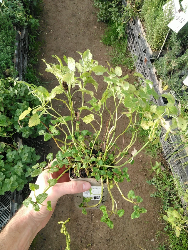 Meduňka lékařská - 31. 10. 2025