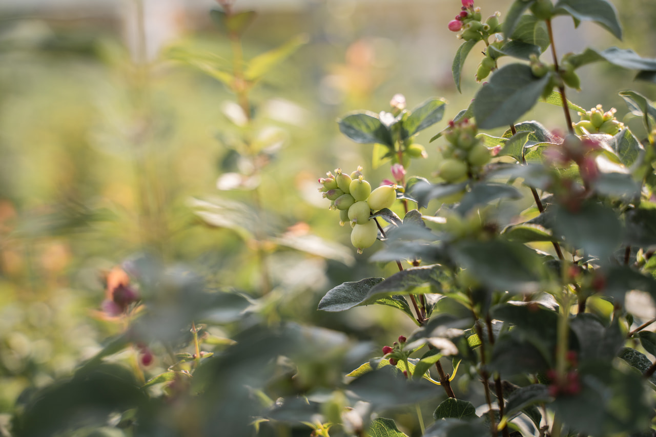 Symphorine Magical Green Falls, Loukykvět
