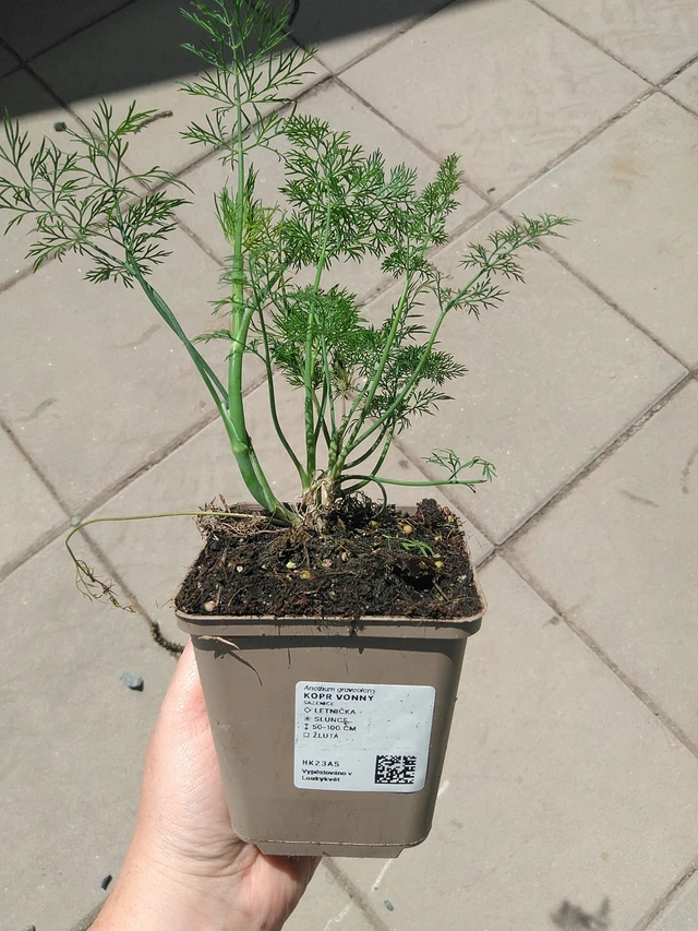 Eneldo fragante - 15. 5. 2025