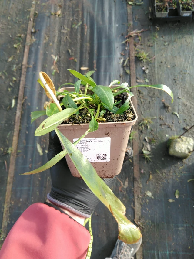 Řetězovka Rosea - 31. 10. 2025