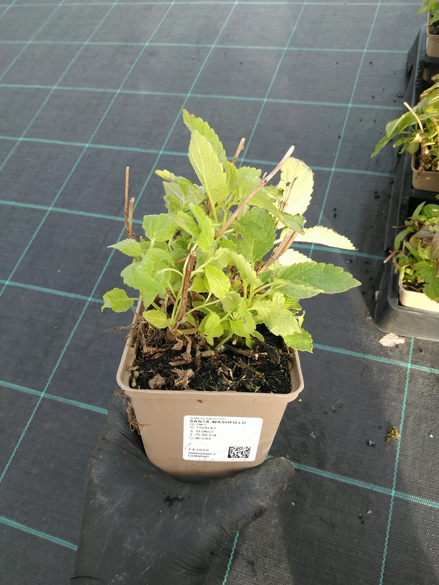 Šanta Washfield - 31. 10. 2025