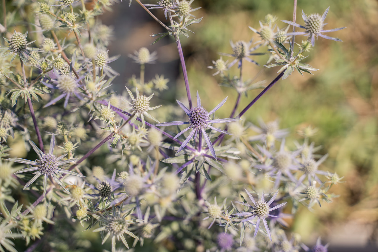 Máčka Glitter Blue, Loukykvět