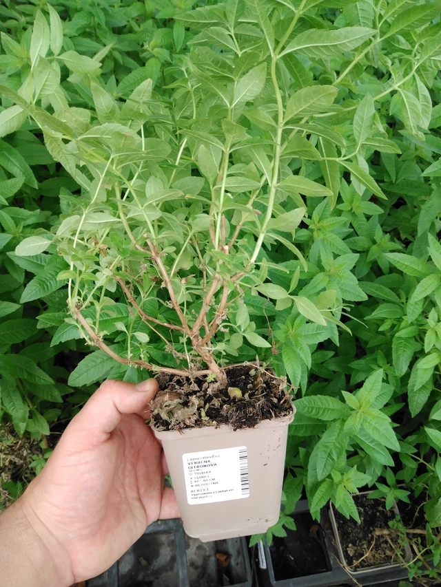 Verbena citronová - 2024