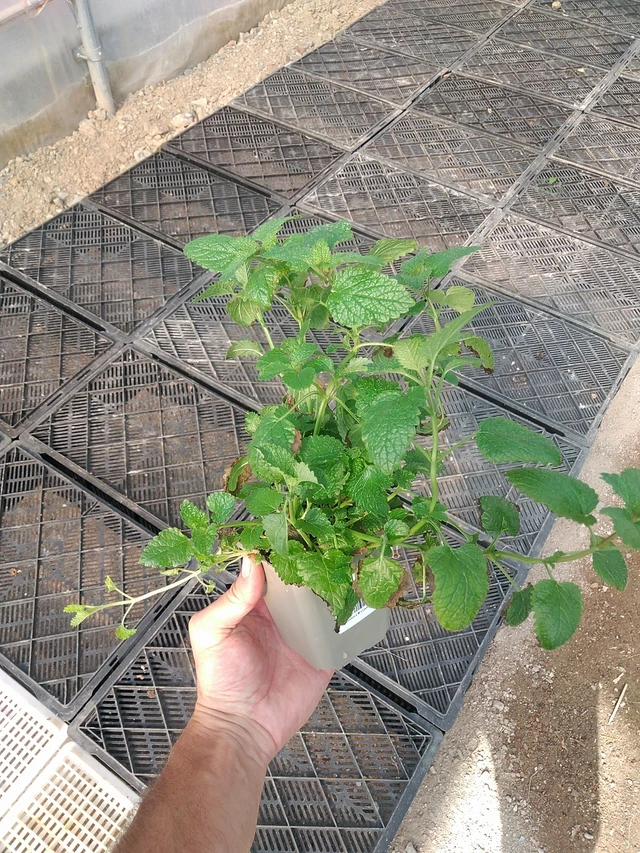 Meduňka lékařská - 1. 7. 2025