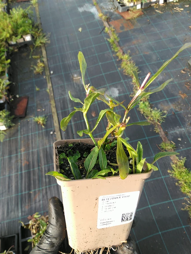 Řetězovka Vivid - 31. 10. 2025