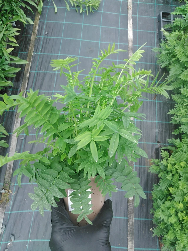 Astrantia White Pearl - 4. 8. 2025