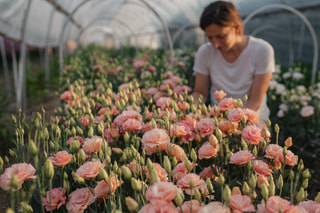 Eustoma Arena 3 Apricot, Loukykvět